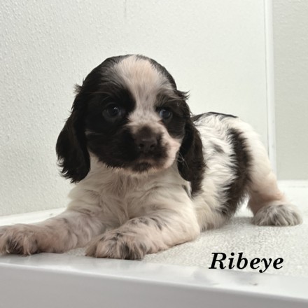 puppy, for, sale, Cocker Spaniel, Joe & Cherri  Overlease, dog, breeder, Miller, MO, dog-breeder, puppy-for-sale, forsale, nearby, find, puppyfind, locator, puppylocator, aca